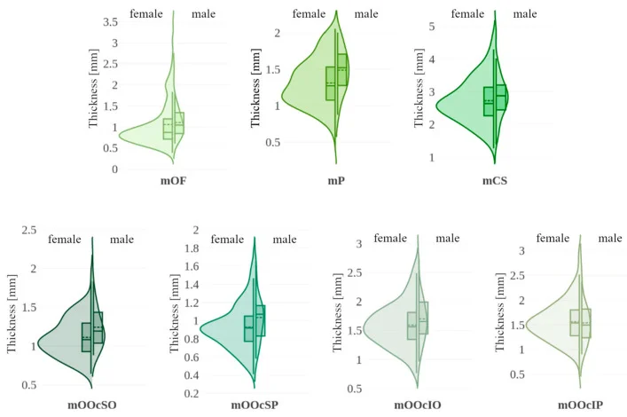 Gráfico de espessura dos músculos do terço superior por ultrassom em mulheres e homens — Dr. Thiago Perfeito