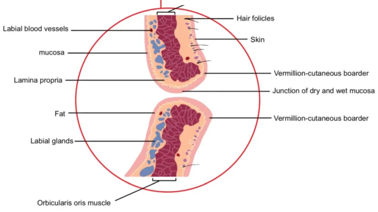 Camadas do lábio superior e inferior em corte sagital, com orbicular da boca e vasos labiais — figura de estudo — Dr. Thiago Perfeito