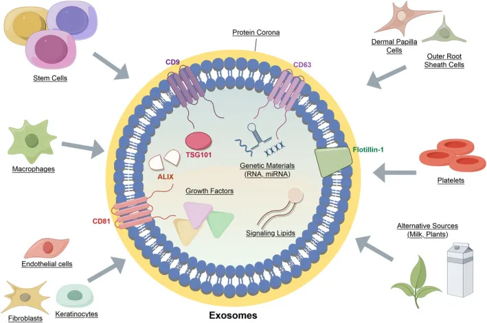 Esquema de exossomo com membrana, marcadores, carga e fontes celulares e vegetais — Dr. Thiago Perfeito