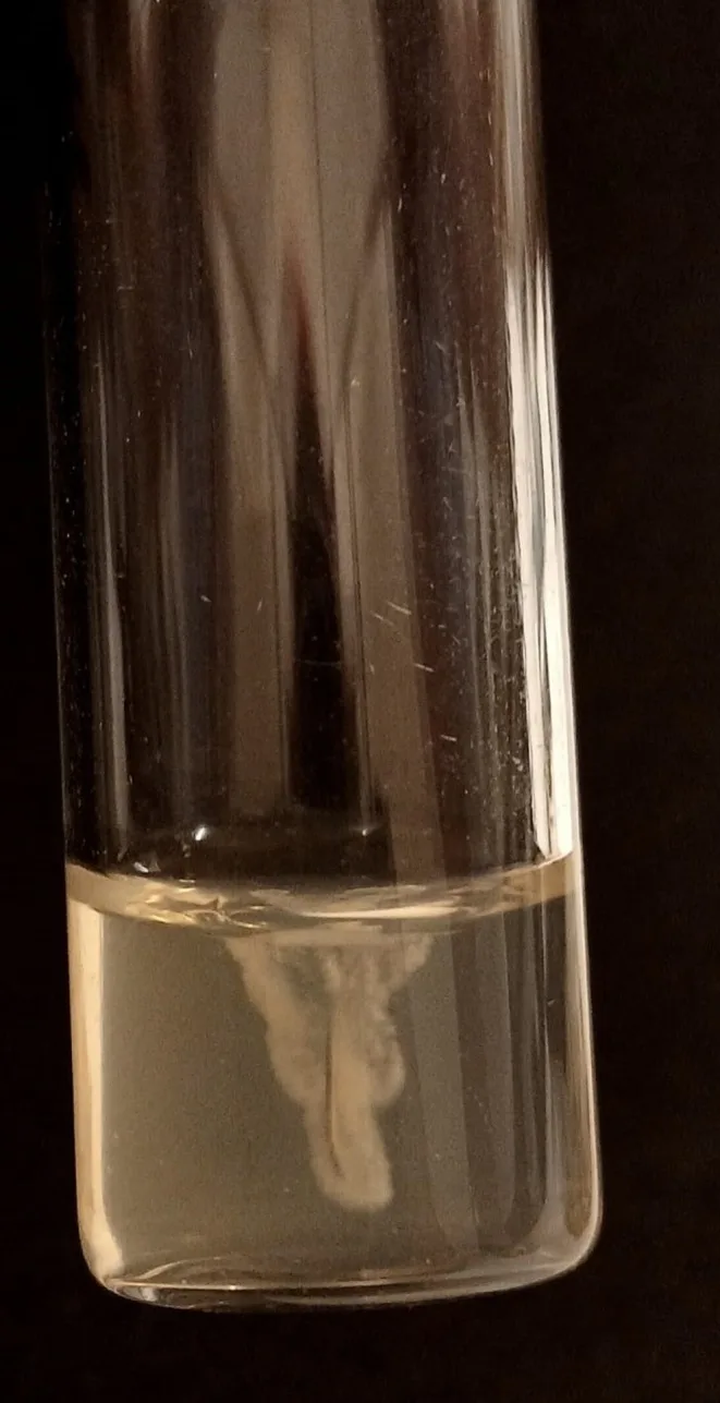 Tubo de ensaio com crescimento bacteriano ao redor de fragmento de cânula de fio de PDO em ágar semissólido — Dr. Thiago Perfeito