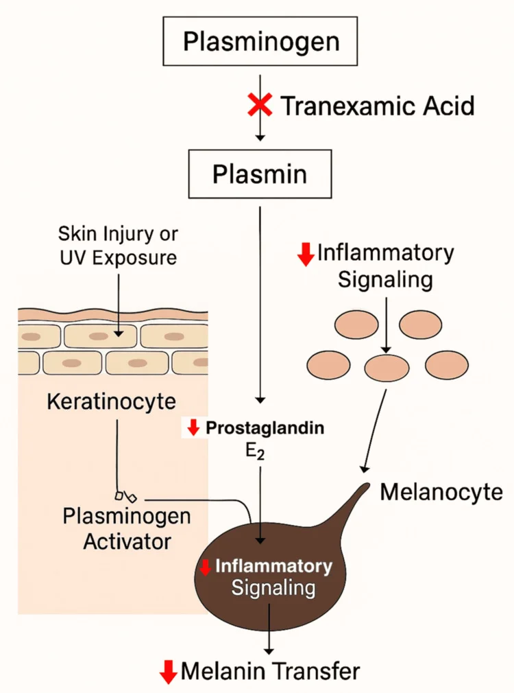Esquema do mecanismo do ácido tranexâmico na hiperpigmentação pós-inflamatória, do plasminogênio ao melanócito — Dr. Thiago Perfeito