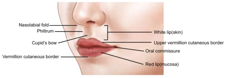 Estruturas anatômicas do lábio com filtro, arco do cupido, lábio branco, borda do vermelhão, comissura e lábio vermelho — figura de estudo — Dr. Thiago Perfeito