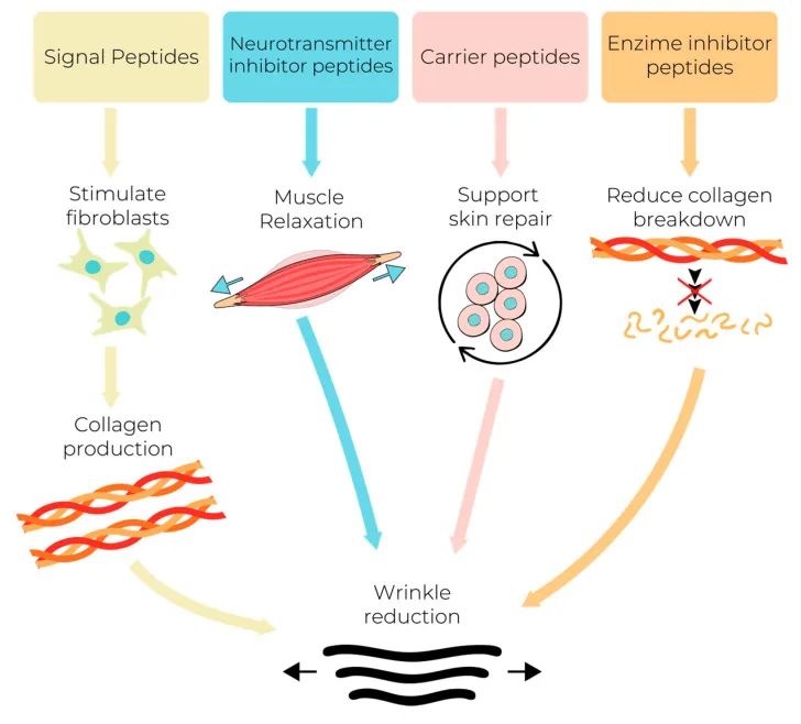 Esquema das quatro classes de peptídeos cosméticos e seus mecanismos antirrugas — Dr. Thiago Perfeito