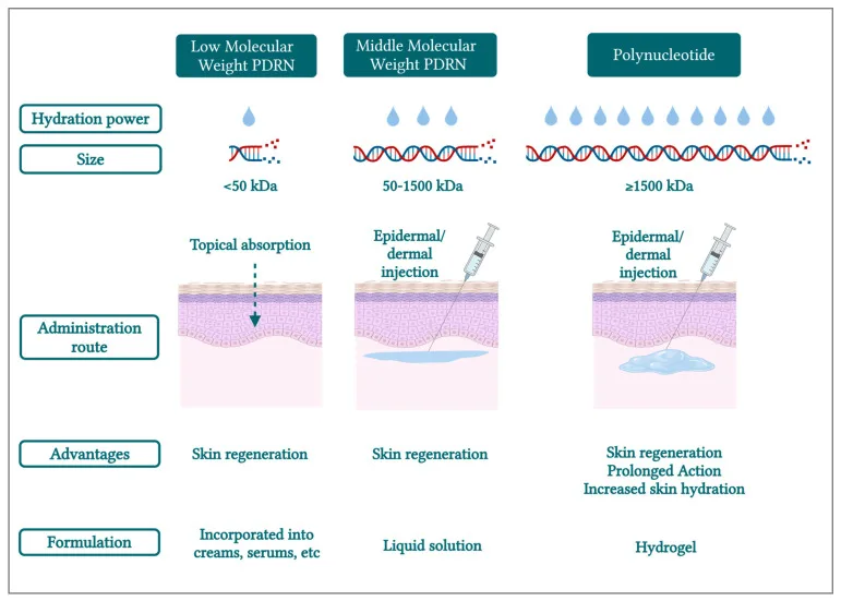Esquema de PDRN de baixo e médio peso molecular e polinucleotídeo com via de administração — Dr. Thiago Perfeito