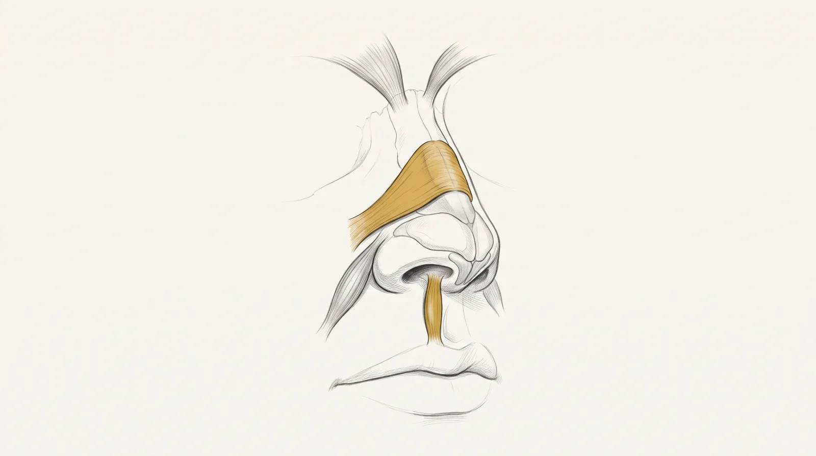 Depressor do septo nasal descendo da base da columela ao lábio superior — anatomia para toxina na ponta do nariz — Dr. Thiago Perfeito