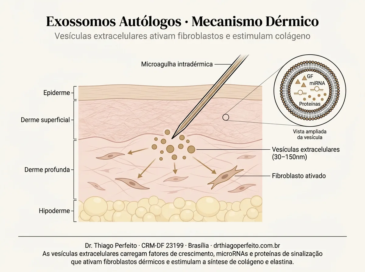 Diagrama anatômico — Exossomos (Exocube)